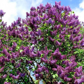 Lilac/ Common Purple