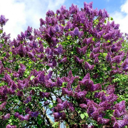 Lilac-Common-Purple-1.jpg