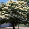 Lilac-Japanese-Tree-2.jpg