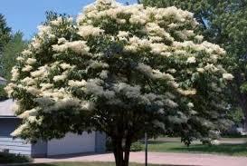 Lilac-Japanese-Tree-2_0.jpg