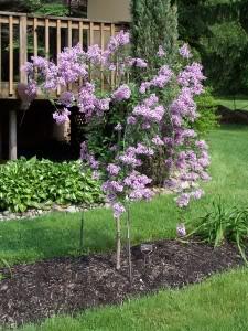 Julianne Hers Lilac Tree at Pine Lane Nursery