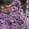 Lilac-Sensation-2.jpg