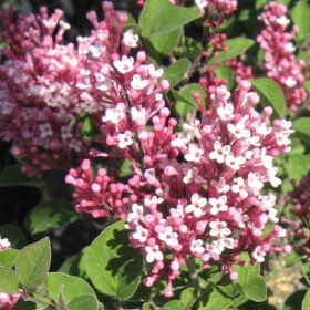 Lilac/ Tinkerbelle