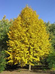 Harvest Gold Linden at Pine Lane Nursery