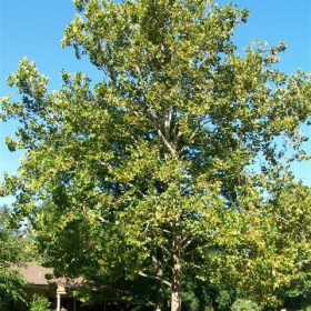 London Planetree/ Bloodgood