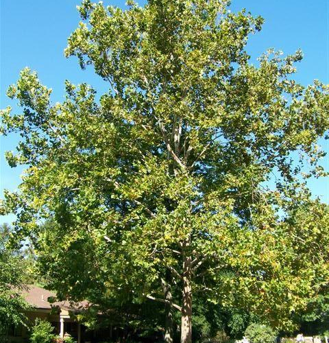 London-plane-tree-bloodgood.jpg