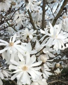Magnolia/ Royal Star