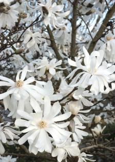 Magnolia_Royal-Star.jpg