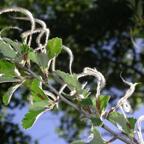 Mahogany-Mt.-True-Leaf.jpg