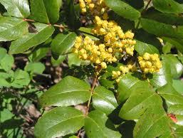 Creeping Mahonia