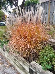 Maiden Grass/ Flame