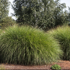 Maiden Grass/ Gracillimus