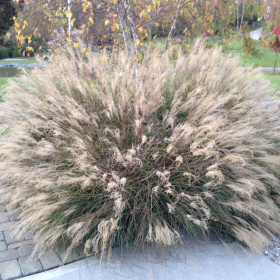 Maiden Grass/ Little Kitten