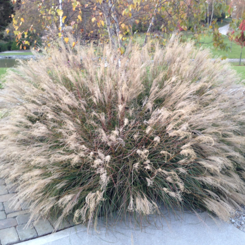 Maiden-Grass-Little-Kitten.jpg