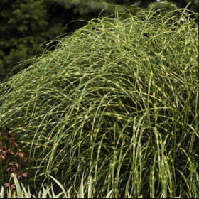 Maiden Grass/ Little Zebra