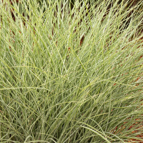 Maiden Grass/ Morning Light