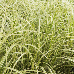 Maiden Grass/ Variegated