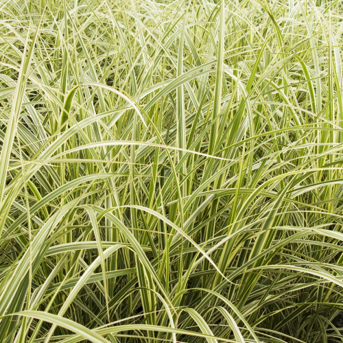 Maiden-Grass-Variegated.jpg