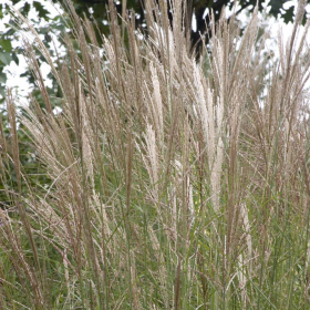 Maiden Grass/ Yaku Jima