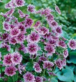 Mallow