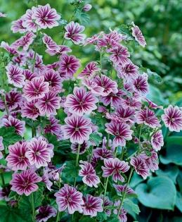 Mallow_Zebrina.jpg