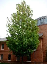 Maple-Armstrong-1.jpg