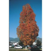 Maple-Armstrong-2.jpg