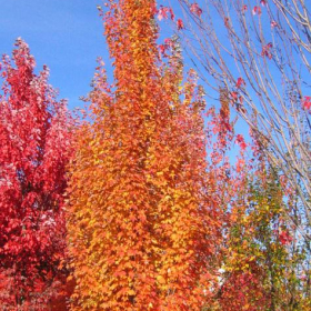 Maple/ Armstrong Gold