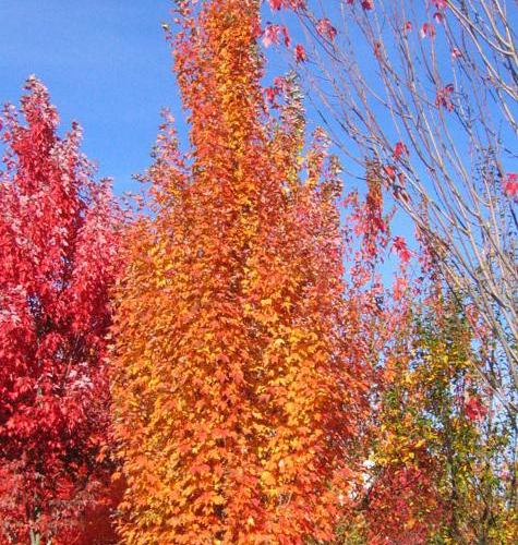 Maple-armstrong-gold-website.jpg