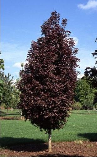 Maple-crimson-sentry-website.jpg