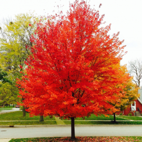 Maple/ Red Sunset