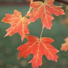 Maple-rocky-mountain-glow-website-2.jpg