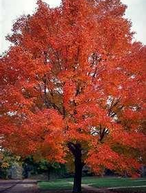 Maple/ Bigtooth/ Rocky Mountain Glow