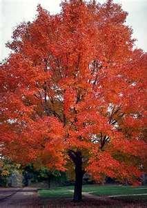 Maple-rocky-mountian-glow-website.jpg