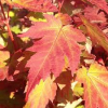 Marmo-Maple.jpg