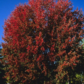 Maple/ Marmo