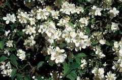 Mock-Orange-Blizzard-1.jpg