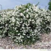 Mock-Orange-Blizzard-2.jpg