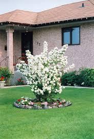 Mock-Orange-Minature-Snowflake-1.jpg