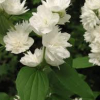 Mock-Orange-Minature-Snowflake-2.jpg