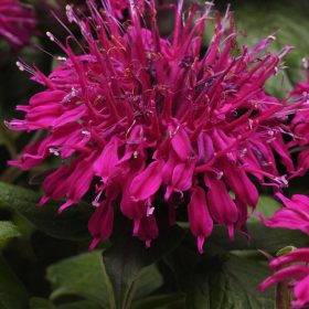 Bee Balm