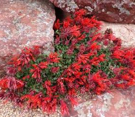 Hummingbird Mint
