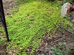 Moneywort
