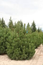 Pine/ Mugo/ Rostrata