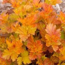 Ninebark-Amber-Jubilee-1.jpg