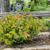 Ninebark-Amber-Jubilee-2.jpg