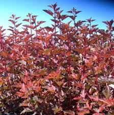 Ninebark-Coppertina-1.jpg