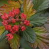 Ninebark-Coppertina-2.jpg