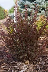 Ninebark-Little-Devil-1.jpg