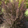 Ninebark-Little-Devil-2.jpg